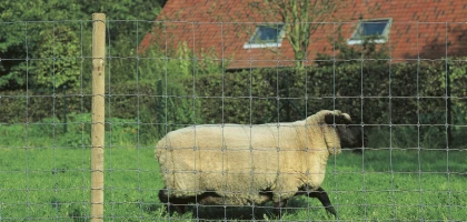 Grillage à moutons